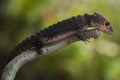 Croc Skink Royalty Free Stock Photo