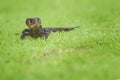 Croc Skink On the Grass