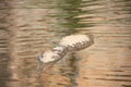 Croc at windjana gorge, kimberley, western australia Royalty Free Stock Photo