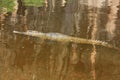 Croc at windjana gorge, kimberley, western australia Royalty Free Stock Photo