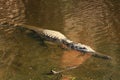 Croc at windjana gorge, kimberley, western australia Royalty Free Stock Photo