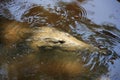 Croc at windjana gorge, kimberley, western australia Royalty Free Stock Photo