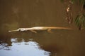 Croc at windjana gorge, kimberley, western australia Royalty Free Stock Photo