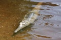 Croc at windjana gorge, kimberley, western australia Royalty Free Stock Photo