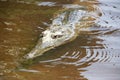 Croc at windjana gorge, kimberley, western australia Royalty Free Stock Photo