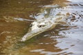 Croc at windjana gorge, kimberley, western australia Royalty Free Stock Photo