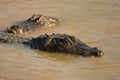 Crocadiles in the swamp Royalty Free Stock Photo