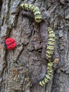 Crochet caterpillars crawling down a tree trunk with a ladybird Royalty Free Stock Photo