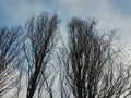 Leafless Trees With Branches And Twigs Against Blue Sky And Clouds.