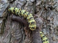 Crocheted caterpillars crawling down a tree trunk with a ladybird Royalty Free Stock Photo