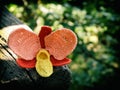 Crocheted flower. orange orchid.