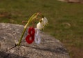 Crocheted symbol of spring hanging on a snowdrop. White and red crocheted trinket called Martisor or Martenitsa