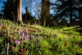 Croci in village church yard Royalty Free Stock Photo