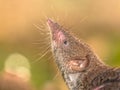 Crocidura Shrew pointing nose in the air