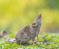 Crocidura Shrew pointing nose up