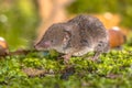 Crocidura Shrew walking on forest floor