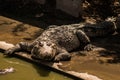 A crocodiles in a farm,Thailand Royalty Free Stock Photo