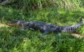 Crocodil Royalty Free Stock Photo