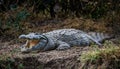 Crocodil with wide open mouth laying on the ground showing its big teeth Royalty Free Stock Photo