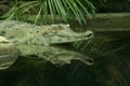 The Crocodile Royalty Free Stock Photo