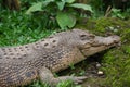 Crocodile Royalty Free Stock Photo