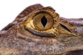 Crocodile Royalty Free Stock Photo