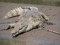 crocodile