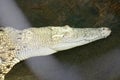 Crocodile Royalty Free Stock Photo