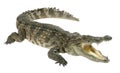 Krokodýl na bílém  