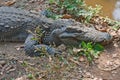 Crocodile Royalty Free Stock Photo