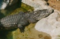 Crocodile Royalty Free Stock Photo