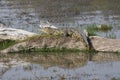 Crocodile Royalty Free Stock Photo