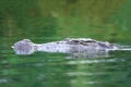 Crocodile Royalty Free Stock Photo