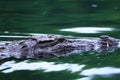 Crocodile Royalty Free Stock Photo