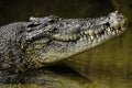 Crocodile Royalty Free Stock Photo