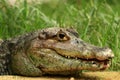 Crocodile Royalty Free Stock Photo