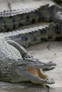 Crocodile Royalty Free Stock Photo