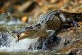 Crocodile in action catching the fish. Generative AI