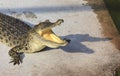 Crocodile agape. Shot in Samut Prakan Crocodile Farm and Zoo.