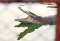 Crocodile agape. Shot in Samut Prakan Crocodile Farm and Zoo.