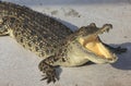 Crocodile agape. Shot in Samut Prakan Crocodile Farm