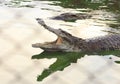 Crocodile agape. Shot in Samut Prakan Crocodile Farm and Zoo.