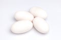 Crocodile alligator eggs group white background