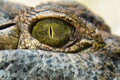 Crocodile Alligator eye close up