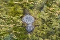 A crocodile / alligator is swimming in the water, awaiting some prey Royalty Free Stock Photo