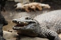 Crocodile, Alligator, Wild Animal, Nature