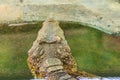 The crocodile is angry and open jaws ready to strike Royalty Free Stock Photo