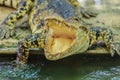 The crocodile is angry and open jaws ready to strike Royalty Free Stock Photo