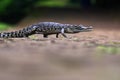 animals, frog, amphibians, animal, animales, animalwildlife, crocodile, dumpy, dumpyfrog, face, frog, green, macro, mammals, butte