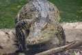 crocodile attack from river at thailand